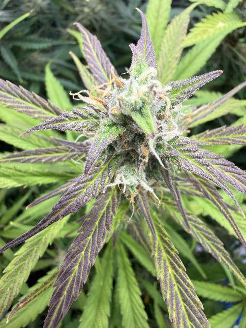 Light-Mix. Week 10