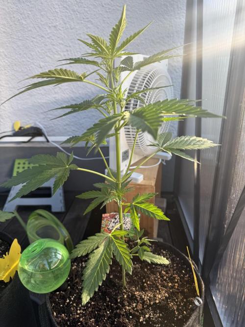 Keksiiiiii. Week 5