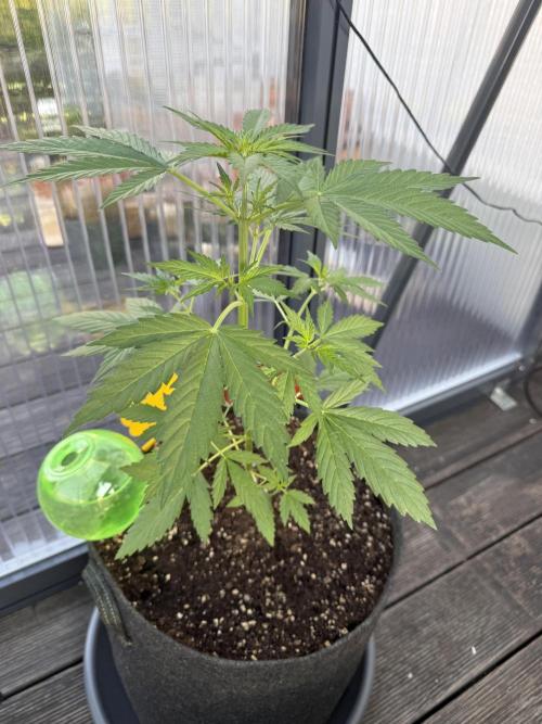 Psychedelic. Week 5