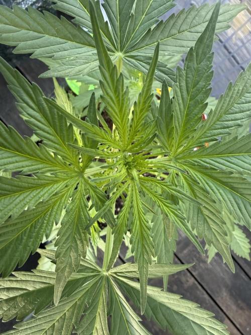 Psychedelic. Week 5