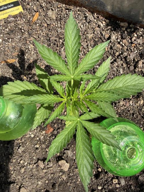 Fume-Pop. Week 4