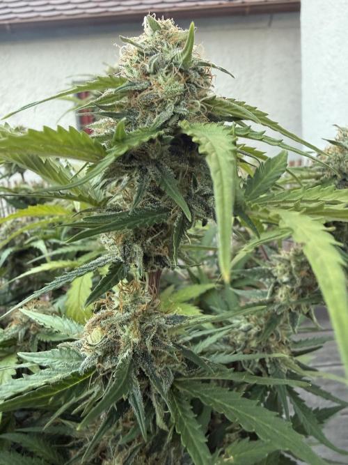 Cherry Kush. Week 11