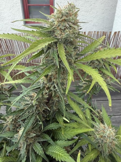 Cherry Kush. Week 11
