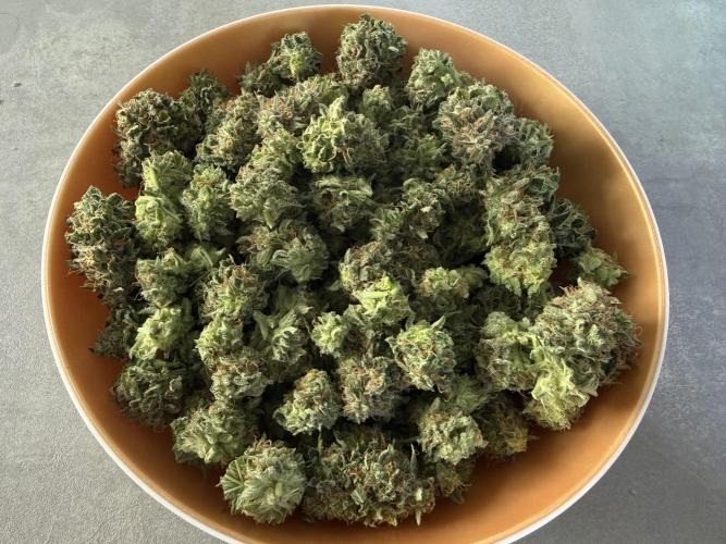 Cherry Kush. Week 11