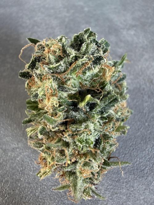 Cherry Kush. Week 11