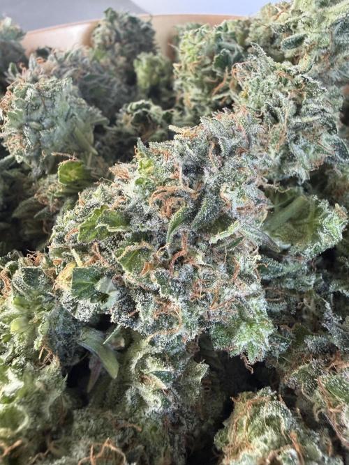 Cherry Kush. Week 11
