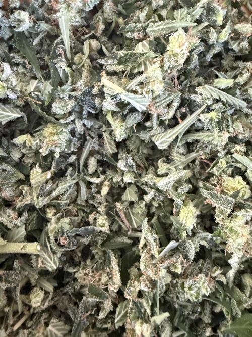 Auto Cherry Kush Coke. Week 11