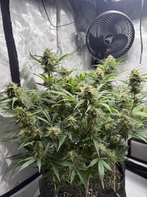 Thiny. Week 11