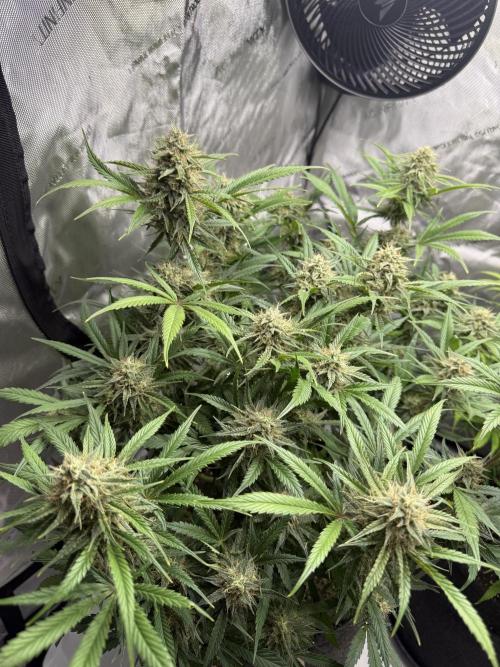Thiny. Week 11
