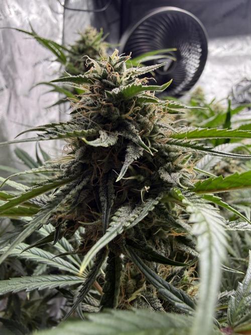 Thiny. Week 11