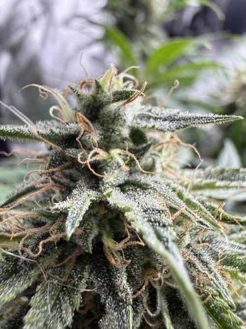 Thiny. Week 11