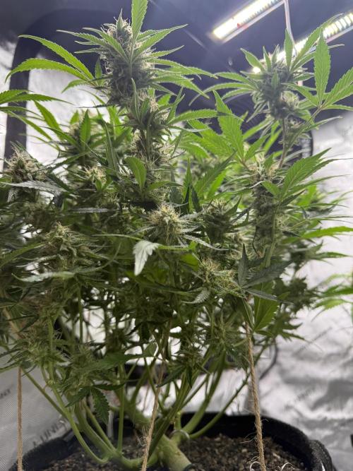 Thiny. Week 11