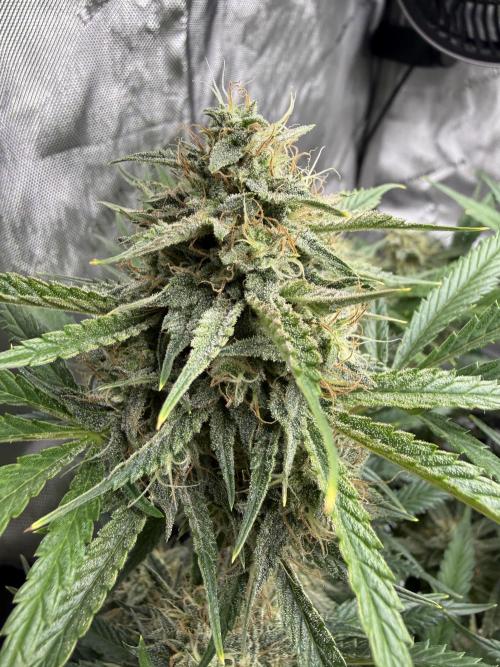 Thiny. Week 11