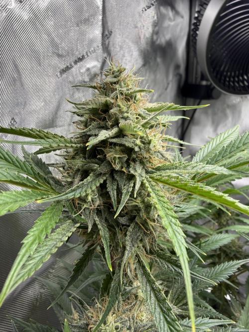 Cloudlab 733 Advance Grow Tent 3x3 (36 x 36 x 72). Week 11
