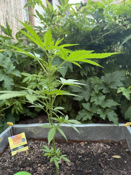 Fume-Pop. Week 5
