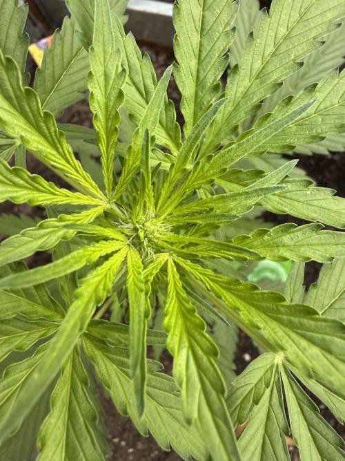 Fume-Pop. Week 5