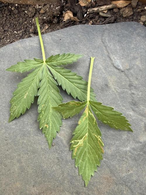 Fume-Pop. Week 5