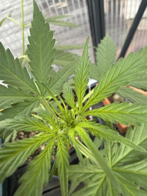Psychedelic. Week 6