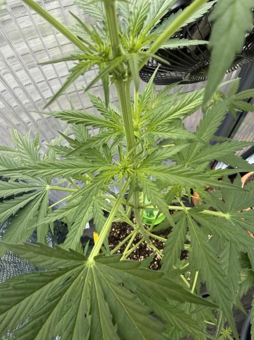 Psychedelic. Week 6