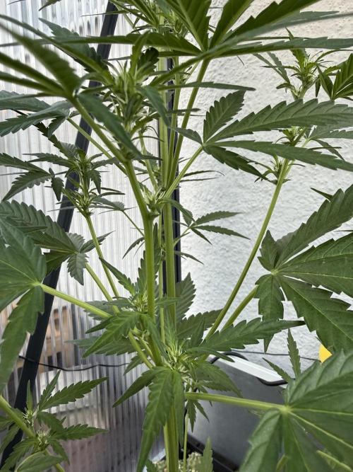 Keksiiiiii. Week 6
