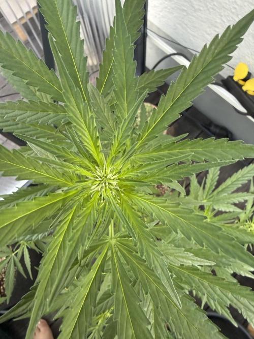 Keksiiiiii. Week 6