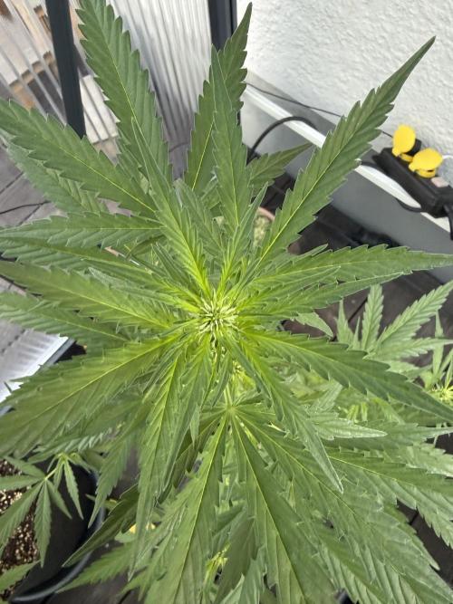 Keksiiiiii. Week 6