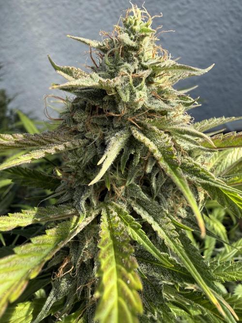 Thiny. Week 11