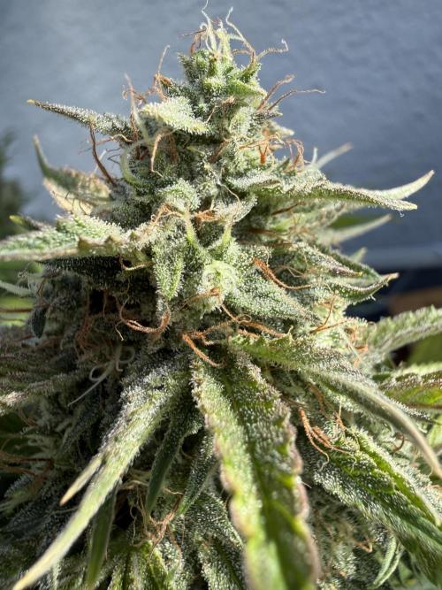 Thiny. Week 11