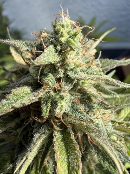 Thiny. Week 11