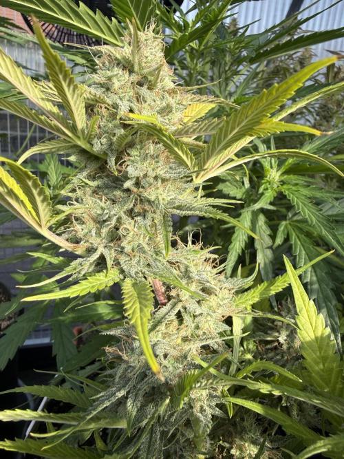 Thiny. Week 11