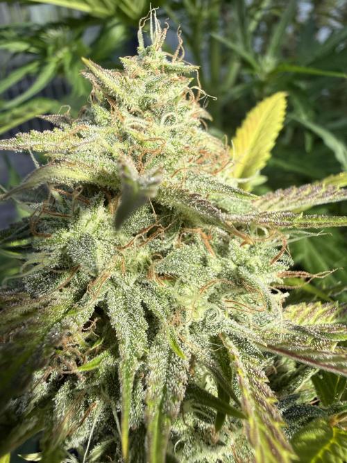 Cloudlab 733 Advance Grow Tent 3x3 (36 x 36 x 72). Week 11