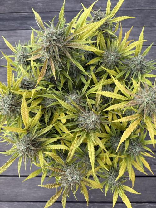 Thiny. Week 12