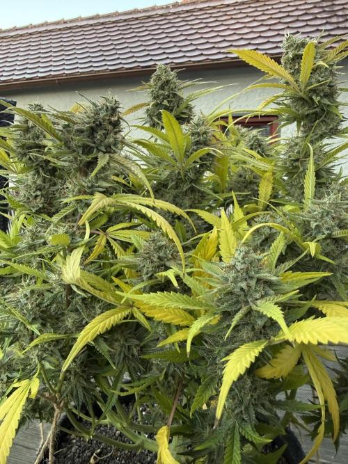 Thiny. Week 12