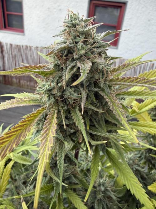 Thiny. Week 12