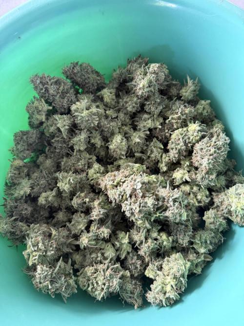 Thiny. Week 12