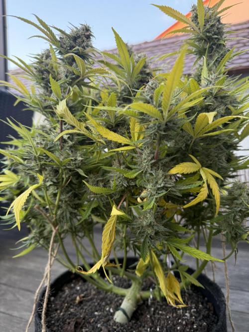 Thiny. Week 12