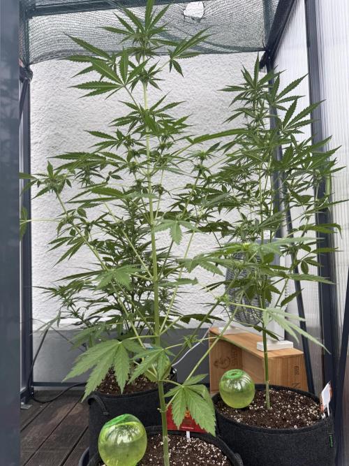 Psychedelic. Week 7