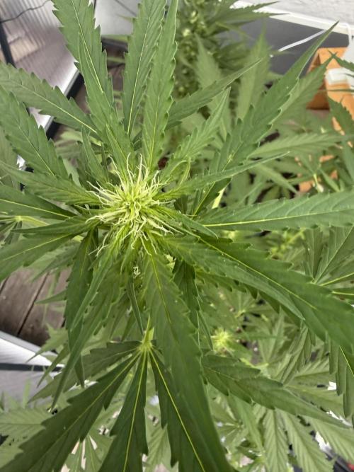 Psychedelic. Week 7