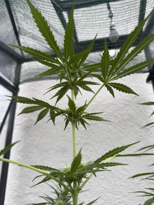 Psychedelic. Week 7