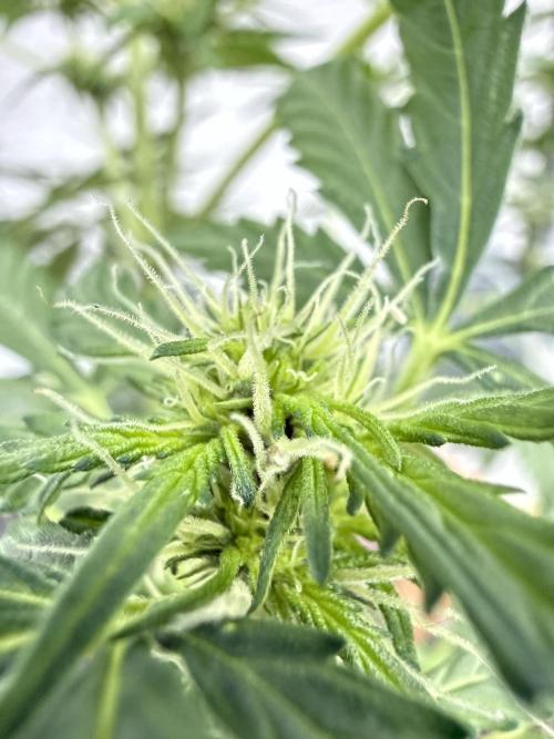 LSD Auto. Week 7