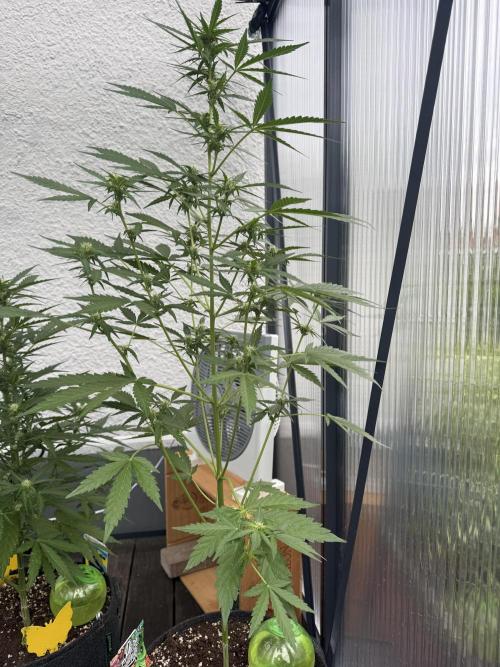 Keksiiiiii. Week 7