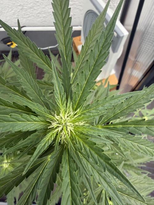 Keksiiiiii. Week 7