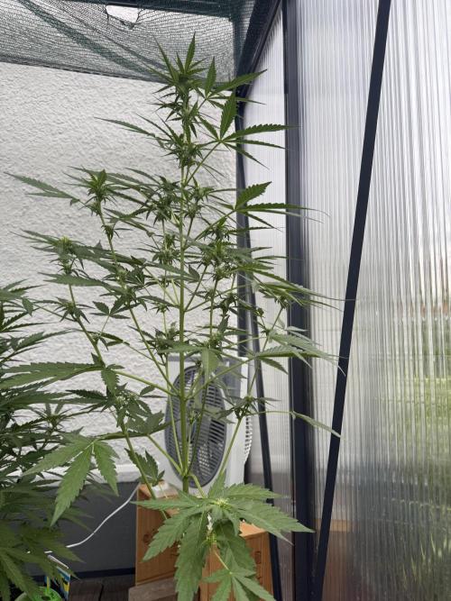 Strawberry Shortcake autoflower. Week 7