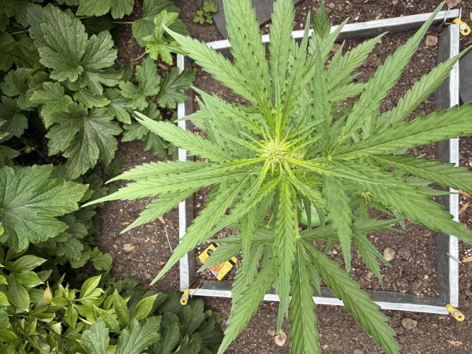 Fume-Pop. Week 6