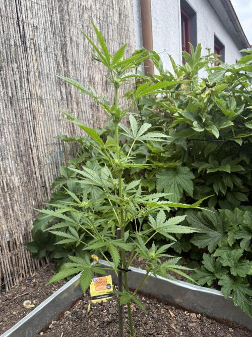 Fume-Pop. Week 6