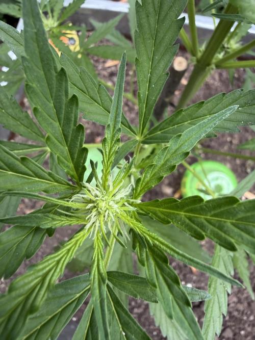 Fume-Pop. Week 6