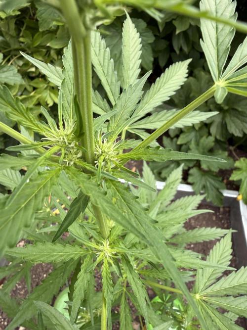 Fume-Pop. Week 6