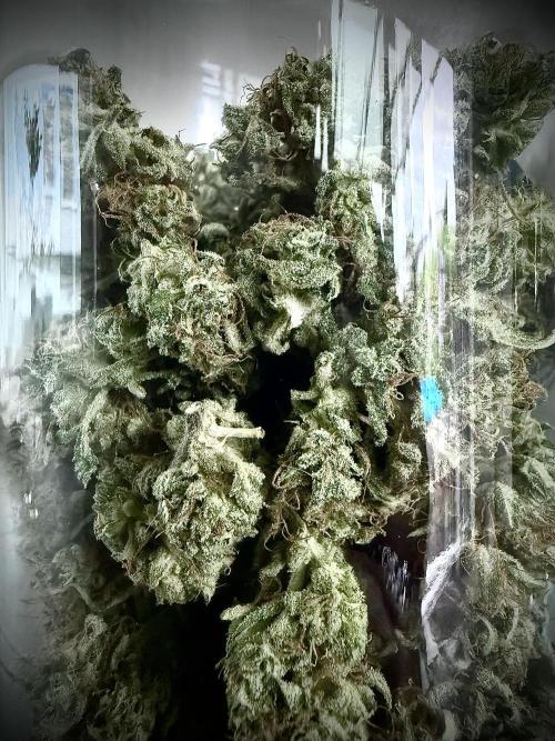 Thiny. Week 12