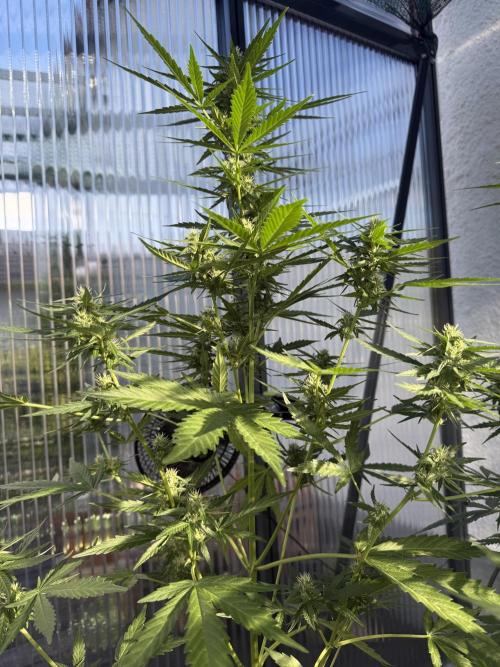 Keksiiiiii. Week 8