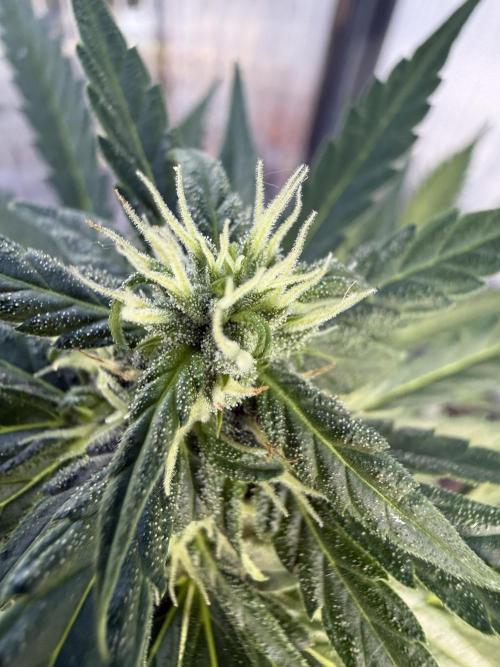Keksiiiiii. Week 8